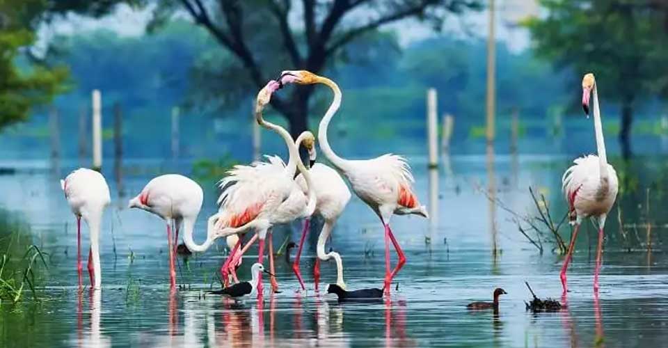 bharatpur