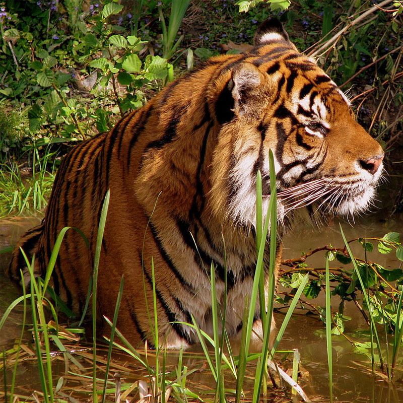 tiger-wildlife-tour